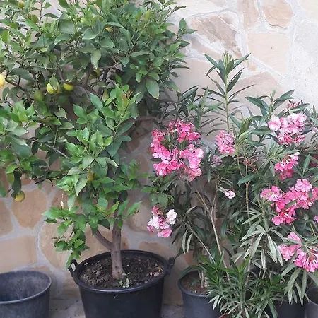 Chervenkov בית הארחה צ'רנומורץ