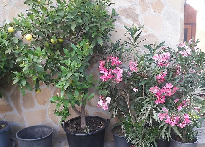 Chervenkov 招待所 切尔诺莫雷茨